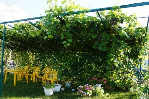 Выбор винограда для беседки. Беседка из винограда, особенности конструкции