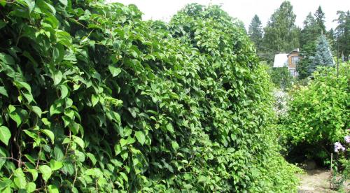 Рейтинг вьющихся растений. Топ лучших многолетних лиан для оформления садового участка