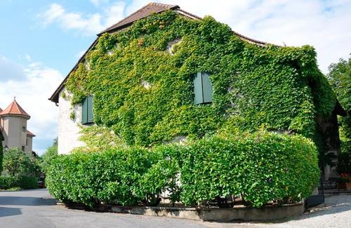 Неприхотливые вьющиеся растения для дачи многолетние. Вьющиеся растения для сада — названия популярных видов, примеры оформления