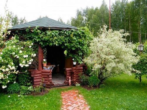 Выбор винограда для беседки. Беседка из винограда, особенности конструкции