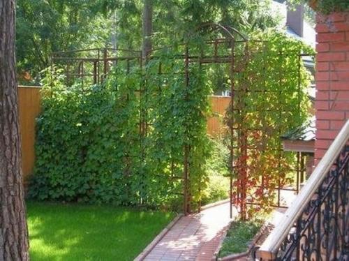 Выбор винограда для беседки. Беседка из винограда, особенности конструкции