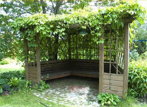 Выбор винограда для беседки. Беседка из винограда, особенности конструкции