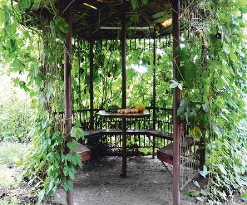 Выбор винограда для беседки. Беседка из винограда, особенности конструкции