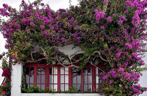 Неприхотливые вьющиеся растения для дачи многолетние. Вьющиеся растения для сада — названия популярных видов, примеры оформления