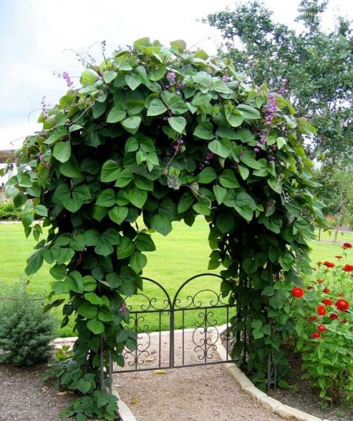 Вьющиеся растения с запахом. Вьющееся растение для сада: фото с названиями