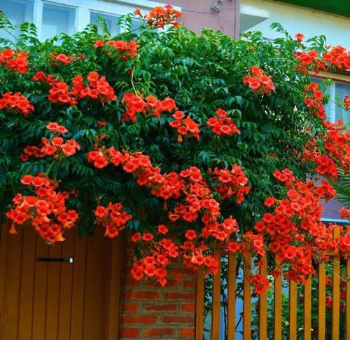 Вьющиеся растения с запахом. Вьющееся растение для сада: фото с названиями