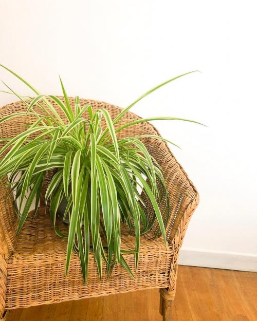 Многолетние лианы для пергол и беседок. Многолетние вьющиеся растения для беседки и их разновидности 26