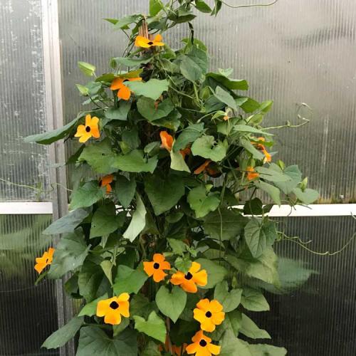 Вьющиеся растения с запахом. Вьющееся растение для сада: фото с названиями