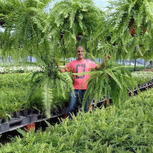 Многолетние лианы для пергол и беседок. Многолетние вьющиеся растения для беседки и их разновидности 27