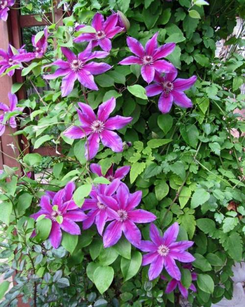 Вьющиеся растения с запахом. Вьющееся растение для сада: фото с названиями