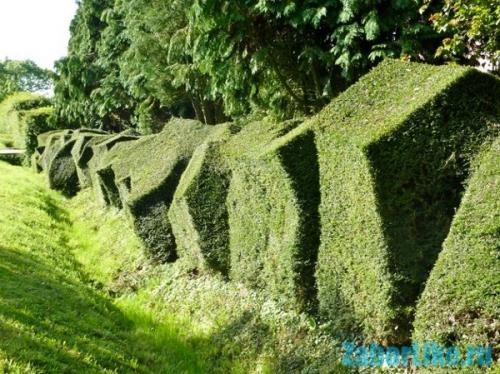 Многолетние лианы для пергол и беседок. Многолетние вьющиеся растения для беседки и их разновидности 17