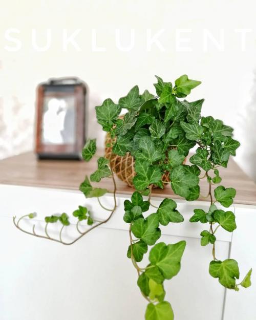 Многолетние лианы для пергол и беседок. Многолетние вьющиеся растения для беседки и их разновидности 31