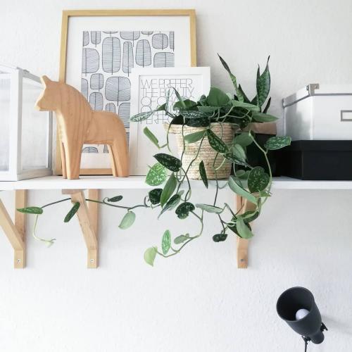 Многолетние лианы для пергол и беседок. Многолетние вьющиеся растения для беседки и их разновидности 32