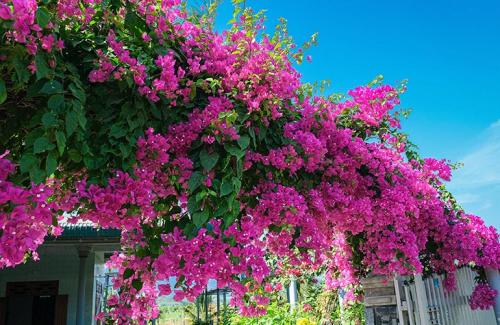 Плетистые растения для дачи. Вьющиеся растения для сада — названия популярных видов, примеры оформления