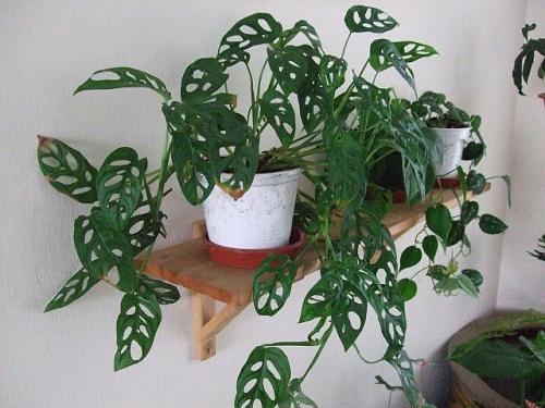Многолетние вьющиеся растения в горшках. Интерьер вашего дома с вьющимися комнатными цветами