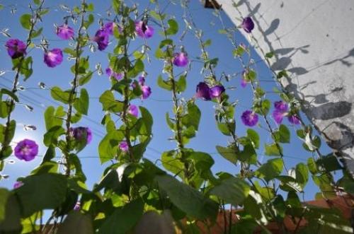 Плетущиеся растения для беседки. Многолетние вьющиеся растения для беседки