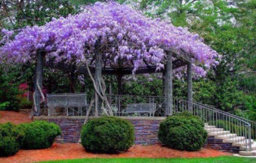 Плетущиеся растения для беседки. Многолетние вьющиеся растения для беседки