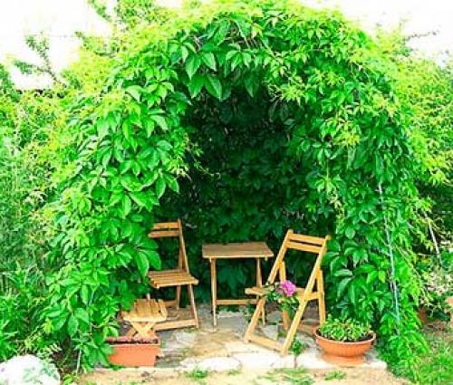 Плетущиеся растения для беседки. Многолетние вьющиеся растения для беседки