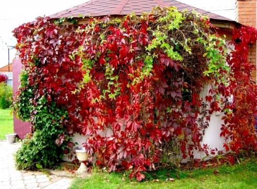 Плетущиеся растения для беседки. Многолетние вьющиеся растения для беседки