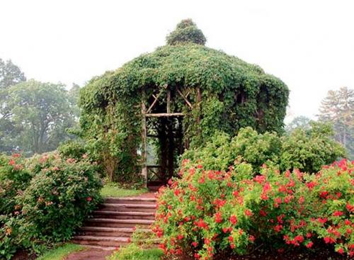 Плетущиеся растения для беседки. Многолетние вьющиеся растения для беседки