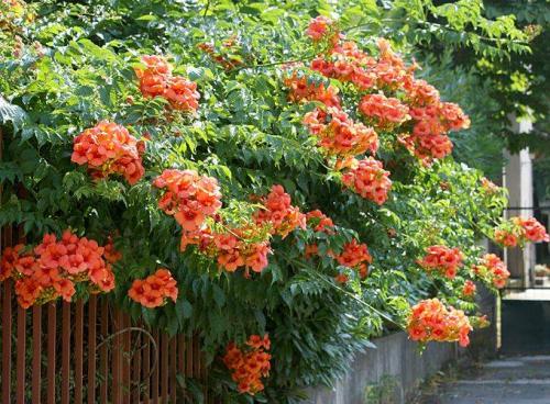 4 вьющихся растения для вертикального озеленения беседки. Лианы древовидные морозостойкие 32 4 вьющихся растения для вертикального озеленения беседки. Лианы древовидные морозостойкие 32