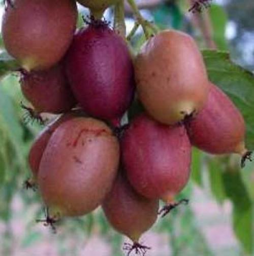 4 вьющихся растения для вертикального озеленения беседки. Лианы древовидные морозостойкие