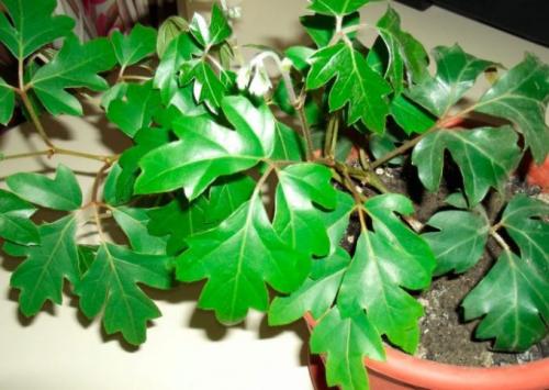 Многолетние вьющиеся растения в горшках. Интерьер вашего дома с вьющимися комнатными цветами
