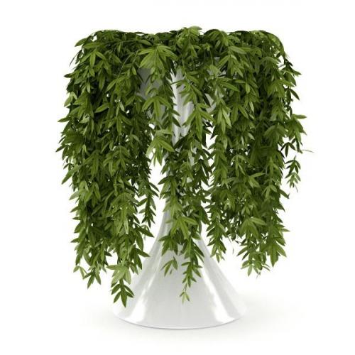 Многолетние вьющиеся растения в горшках. Интерьер вашего дома с вьющимися комнатными цветами