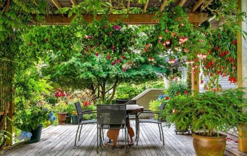 Плетущиеся растения для беседки. Многолетние вьющиеся растения для беседки