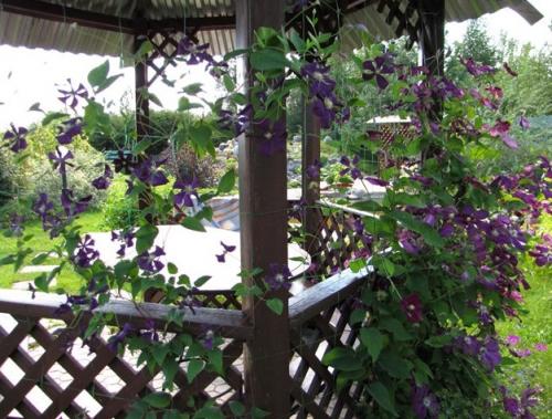 Плетущиеся растения для беседки. Многолетние вьющиеся растения для беседки