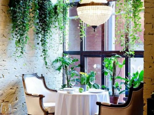 Многолетние вьющиеся растения в горшках. Интерьер вашего дома с вьющимися комнатными цветами