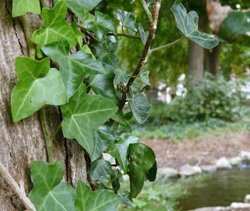 Плетущиеся растения для беседки. Многолетние вьющиеся растения для беседки