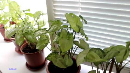 Многолетние вьющиеся растения в горшках. Интерьер вашего дома с вьющимися комнатными цветами