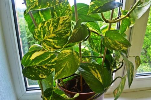 Многолетние вьющиеся растения в горшках. Интерьер вашего дома с вьющимися комнатными цветами