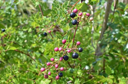 Вьющиеся растения на даче. Популярные виды