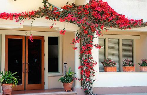 Вьющиеся растения на даче. Популярные виды