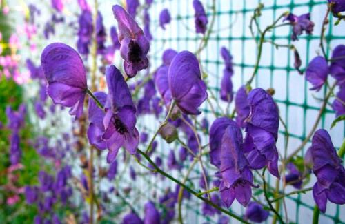 Вьющиеся растения на даче. Популярные виды