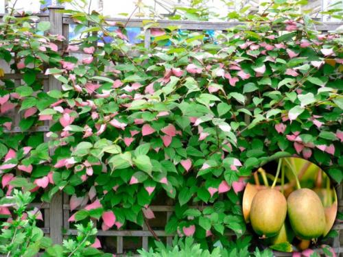 Вьющиеся растения на даче. Популярные виды