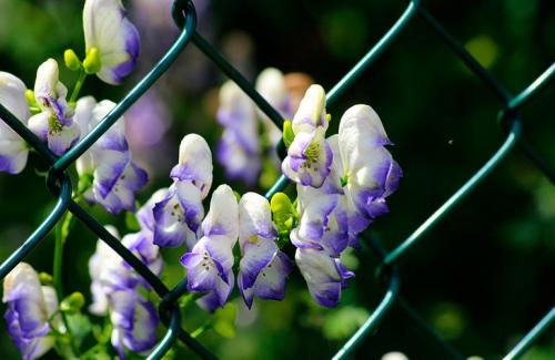 Вьющиеся растения на даче. Популярные виды