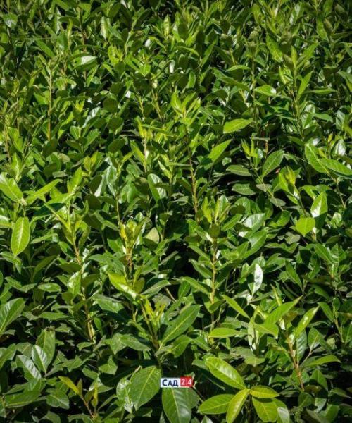 Быстрорастущие тенелюбивые кустарники. Живая изгородь: 12 живых изгородей для тенистых участков