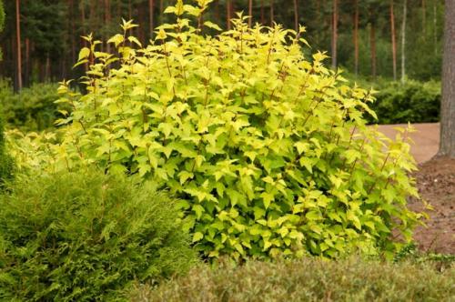 15 кустарников для тени. Обзор видов 05