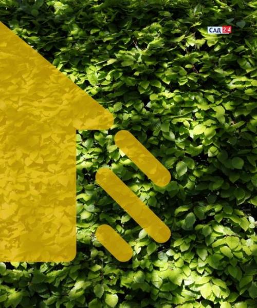 Быстрорастущие тенелюбивые кустарники. Живая изгородь: 12 живых изгородей для тенистых участков