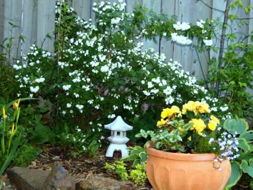 15 кустарников для тени. Обзор видов 04