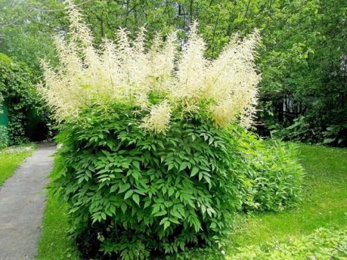 15 кустарников для тени. Обзор видов