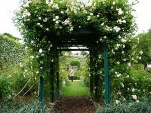 Опора зонт для роз своими руками. Опоры для плетистой розы своими руками: 20 примеров с фото