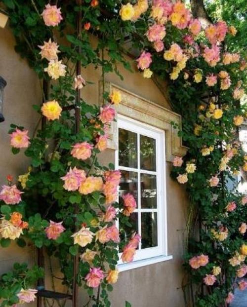 9 простых опор для роз. Выбор сорта роз