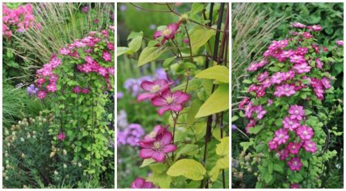 Садовый обелиск для клематиса своими руками. Что нужно учесть, выбирая опоры для клематиса 01 Садовый обелиск для клематиса своими руками. Что нужно учесть, выбирая опоры для клематиса 01