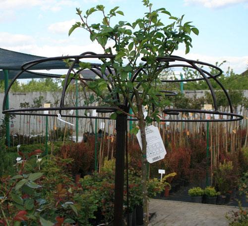 Опоры для штамбовых роз своими руками. Опора Зонт для штамбовых растений