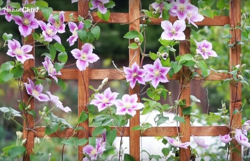 Садовый обелиск для клематиса своими руками. Что нужно учесть, выбирая опоры для клематиса 12 Садовый обелиск для клематиса своими руками. Что нужно учесть, выбирая опоры для клематиса 12
