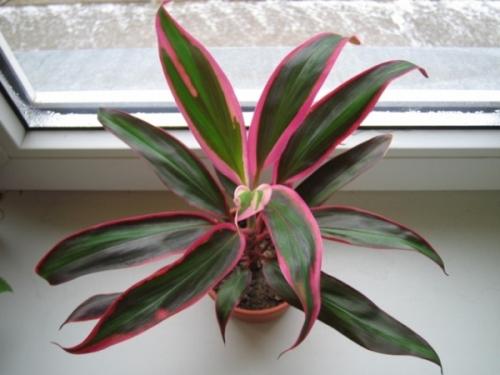 Тенелюбивые кустарники и деревья для сада. Деревья 10 Тенелюбивые кустарники и деревья для сада. Деревья 10